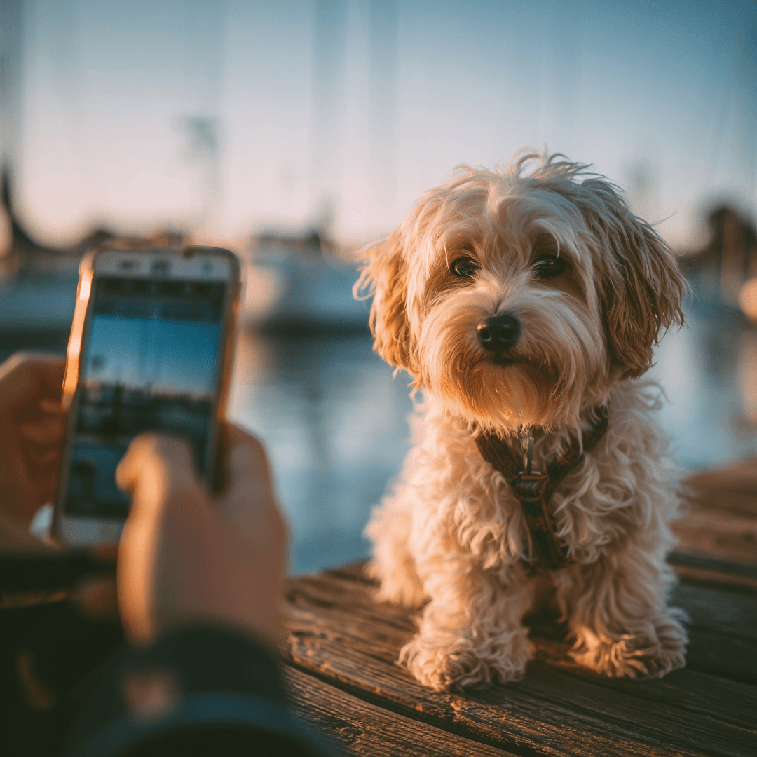 Step 1: Share Pet Photos